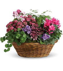 Simply Chic Mixed Plant Basket from Schultz Florists, flower delivery in Chicago